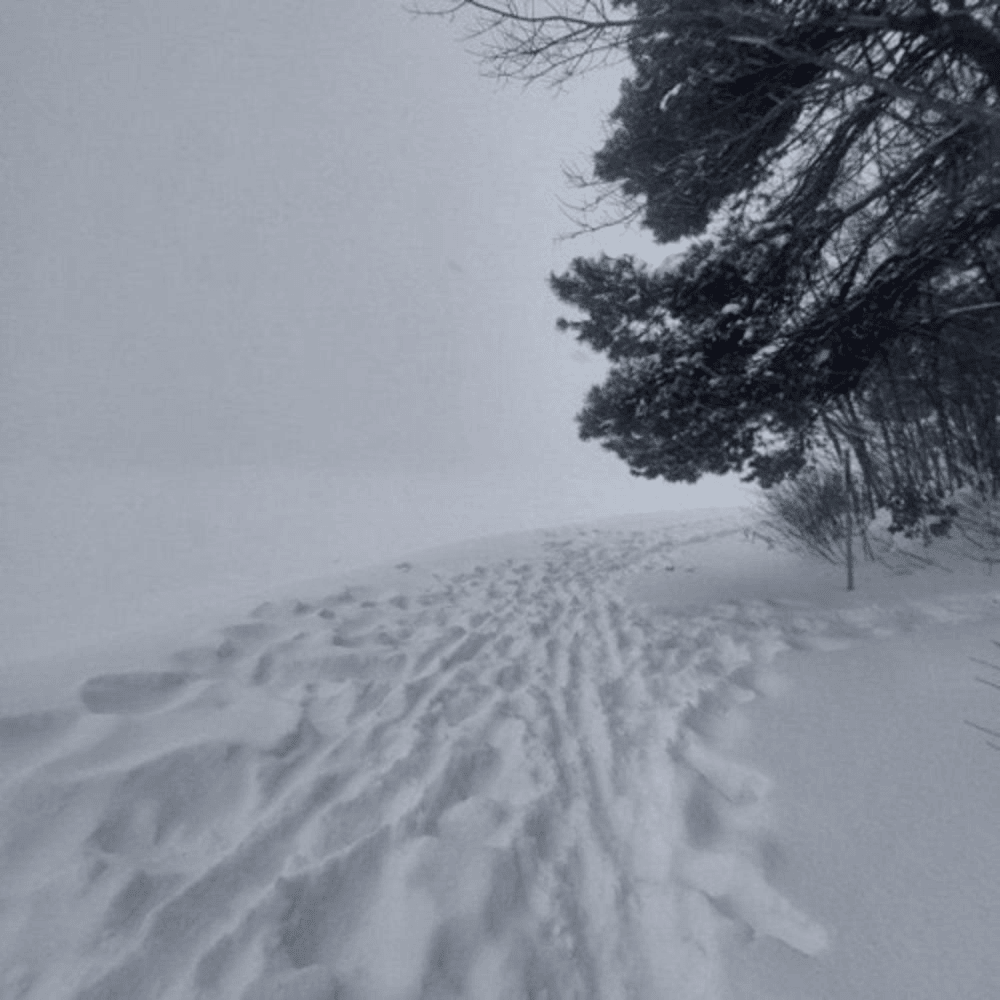 Cover image for winter II