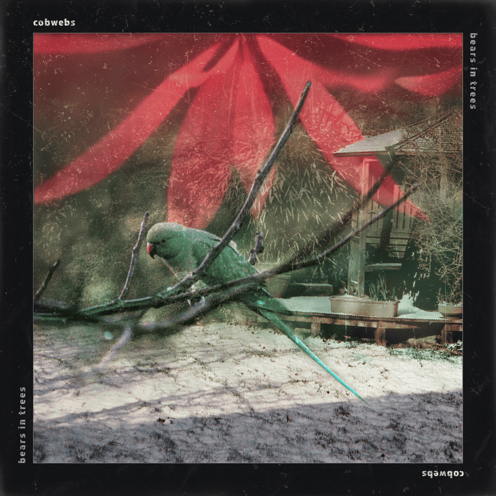 Album cover art for "Cobwebs" by Bears in Trees