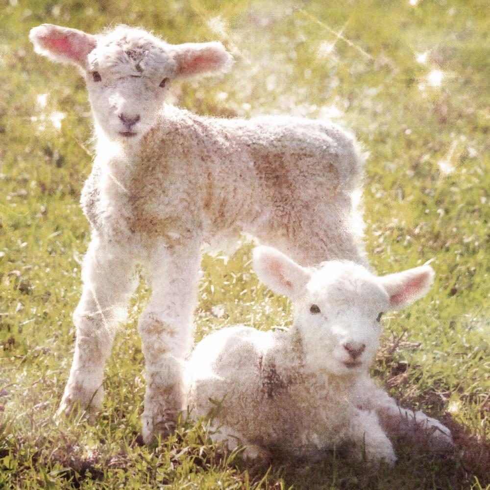 Album cover art for "una confesión" by alequi