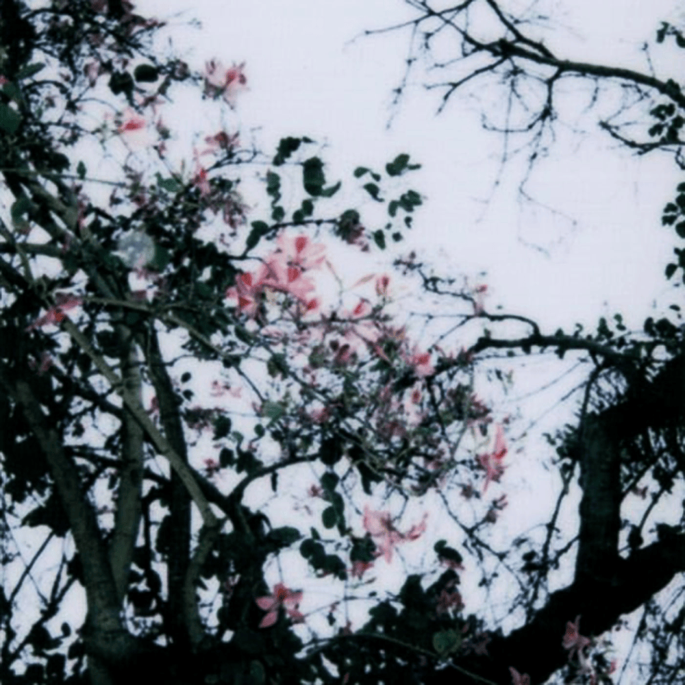 .CoDA. by Dead Poet Society