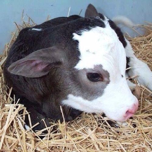 Album cover art for "blue eyes" by Clairo