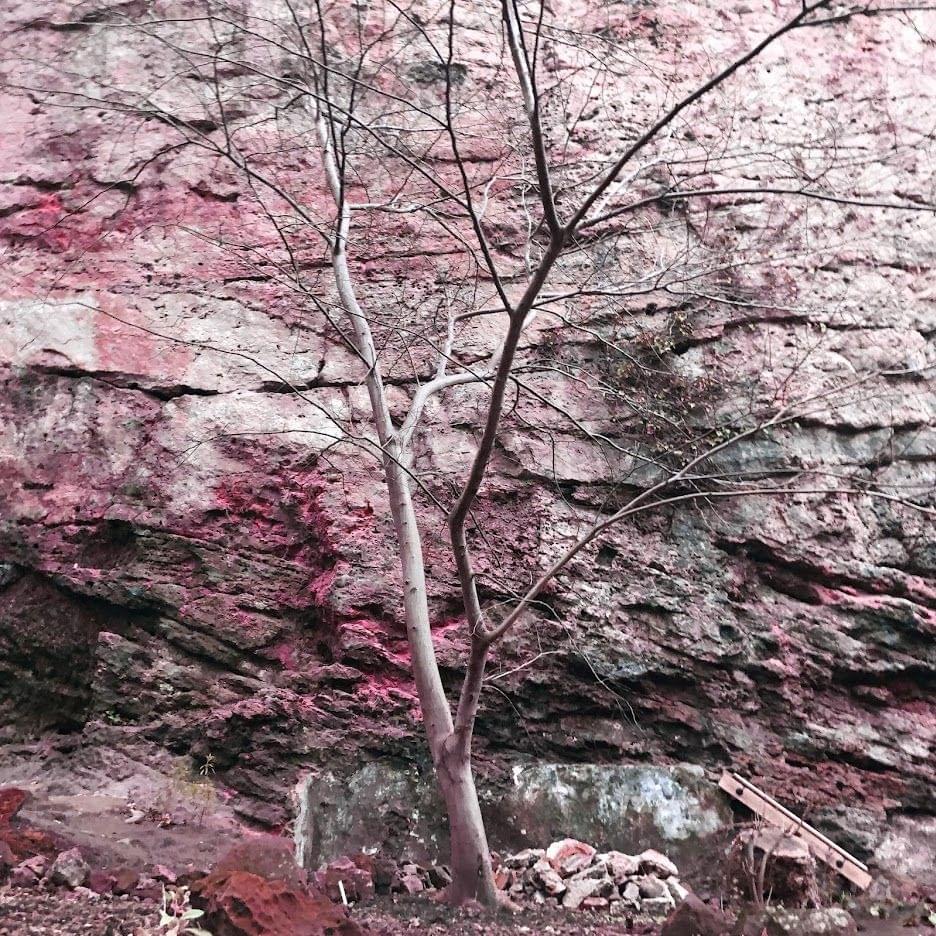 Album cover art for "cardinal" by Former Hero