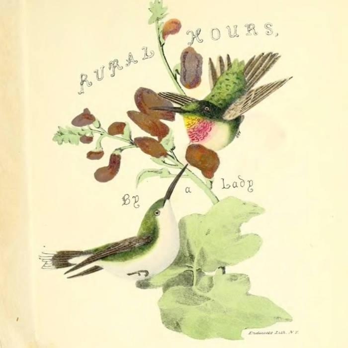 Cover image for Hummingbird - Single 