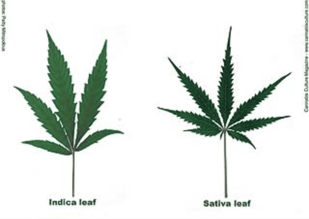 Cover image for Indica & Sativa