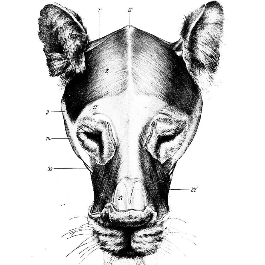 1 LICK by Marcy Mane
