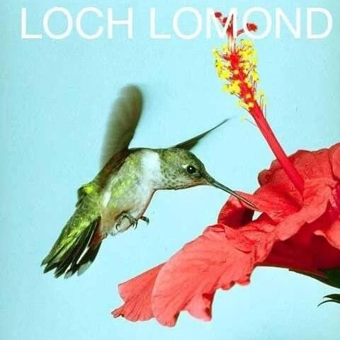 Bird and a Bear by Loch Lomond
