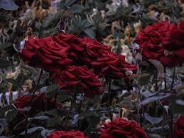 Album cover art for "Petals and Thorns" by Apollo Katz