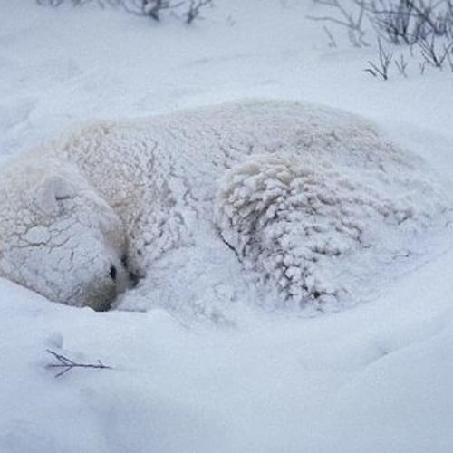 Album cover art for "Blankets of Snow" by Kodyak