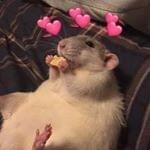 Photo of RATTOBOYS