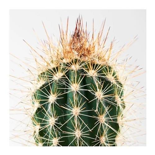 Album cover art for "THE CACTUS" by Kota the Friend