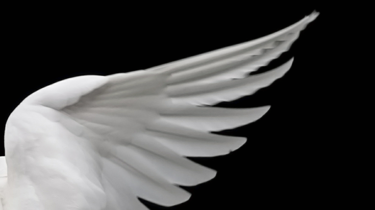 Pair Of Wings by Nadine Sutherland