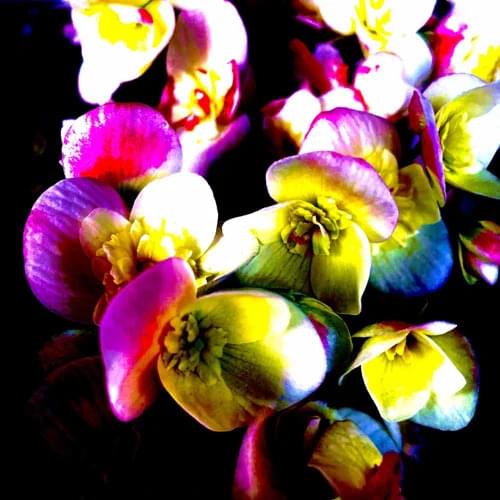 Album cover art for "no thx 2 u!" by sylva woolf & notseramu