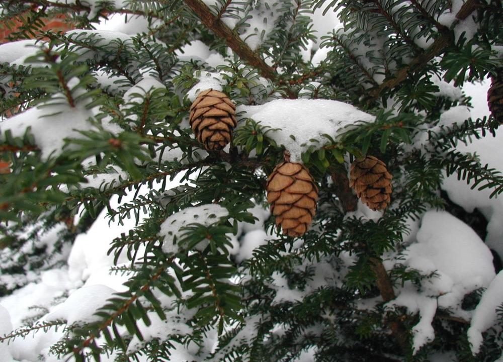 Album cover art for "Dust of Snow" by Robert Frost