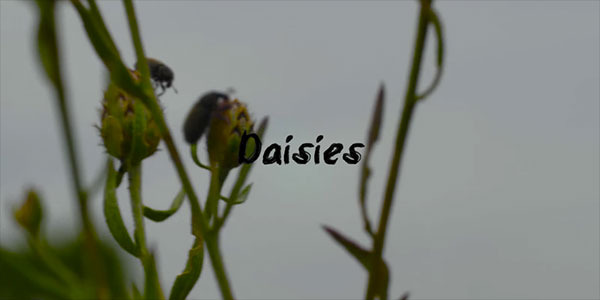 Album cover art for "Daisies" by Ugly Heroes
