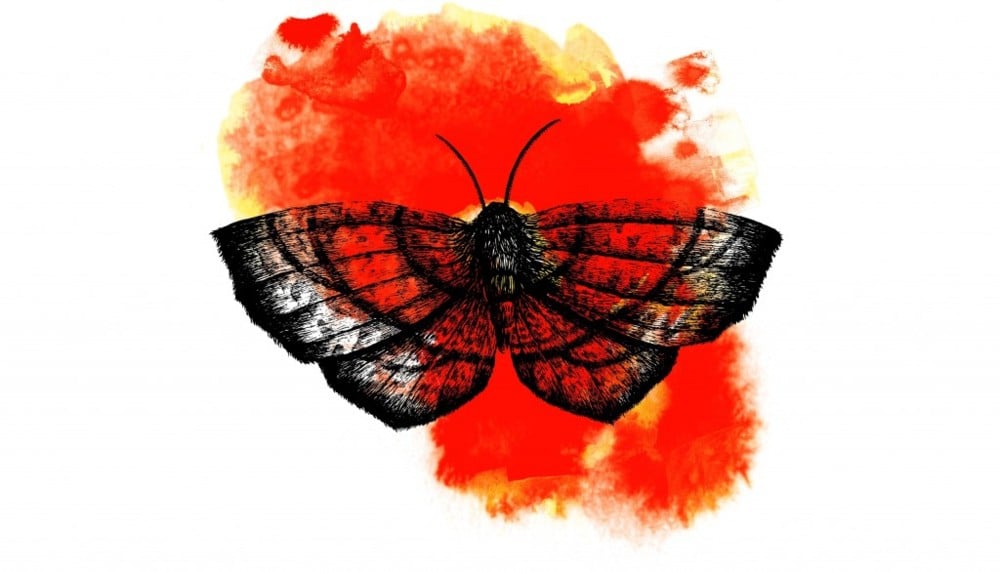 Album cover art for "Prosthetic Love" by Typhoon (Band)