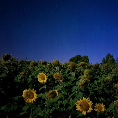 Album cover art for "faraway / wilted" by David Shawty