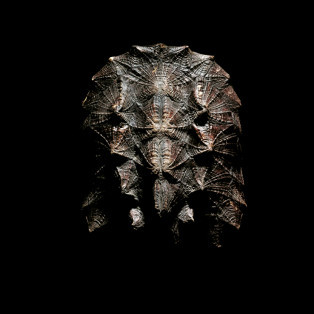 Album cover art for "The Rockshow" by Egreen