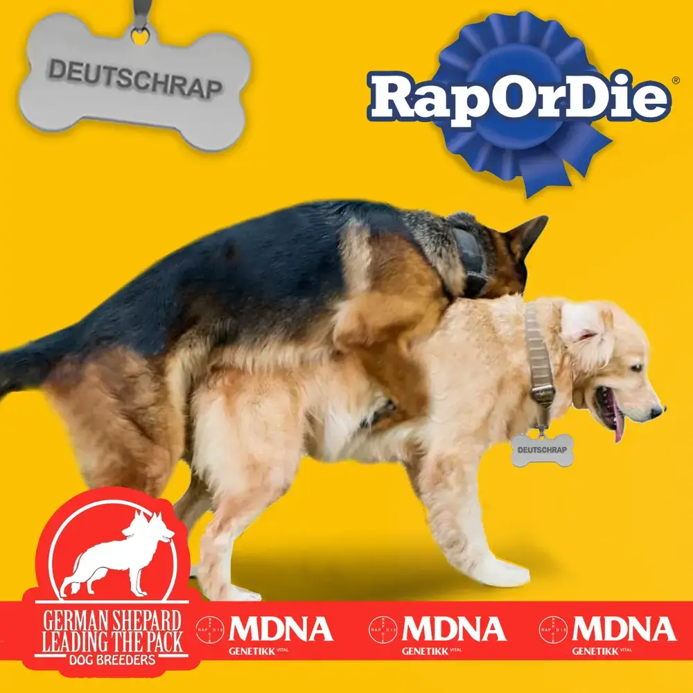 Album cover art for "RAP OR DIE" by Genetikk