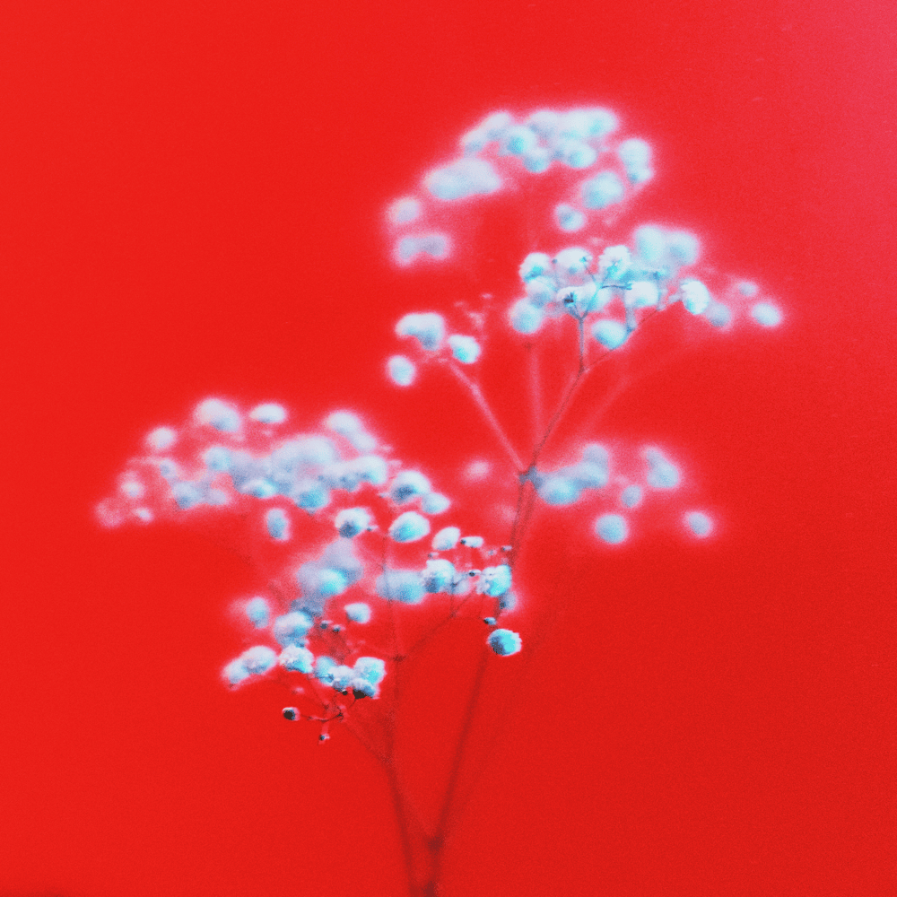 Album cover art for "Dicen" by Maka