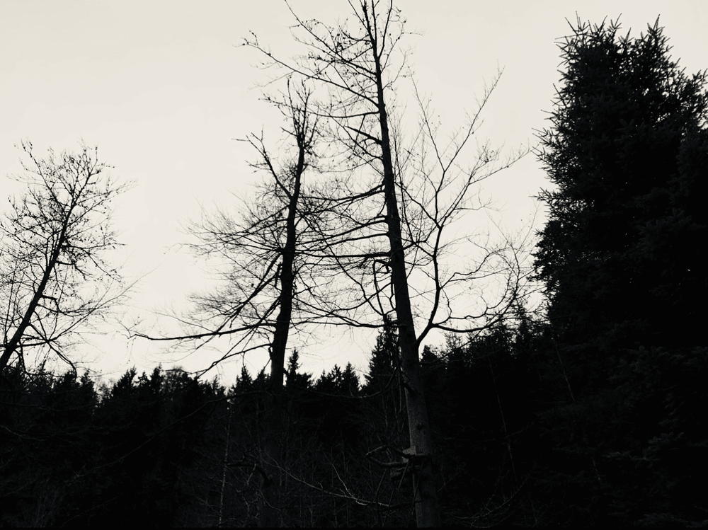 Cover image for breathsunboneblood