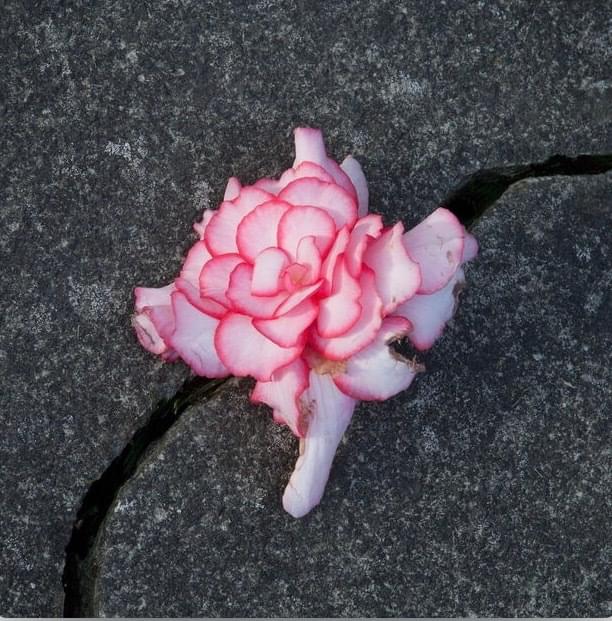 Album cover art for "Everything Is Falling Apart" by Teenage Fanclub