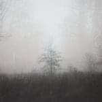 Album cover art for "Little Bird" by Jenny Owen Youngs