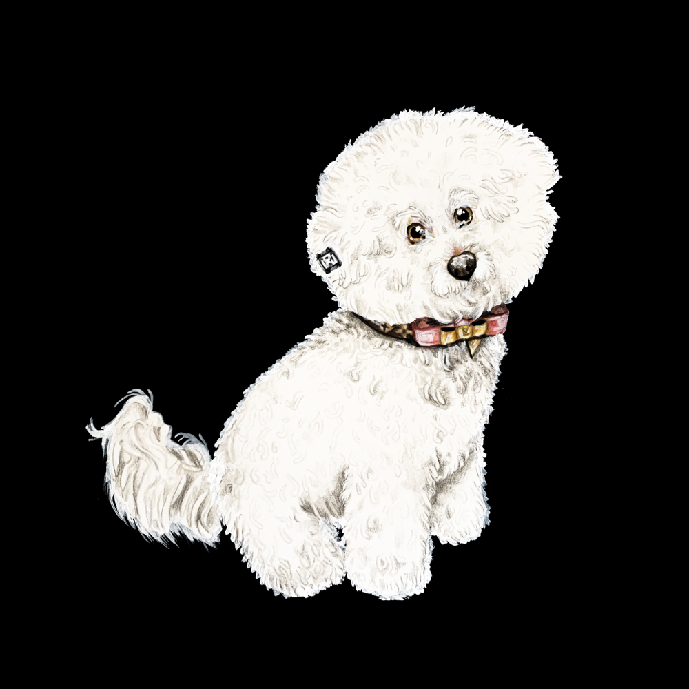 Album cover art for "Bichon Frise" by Father