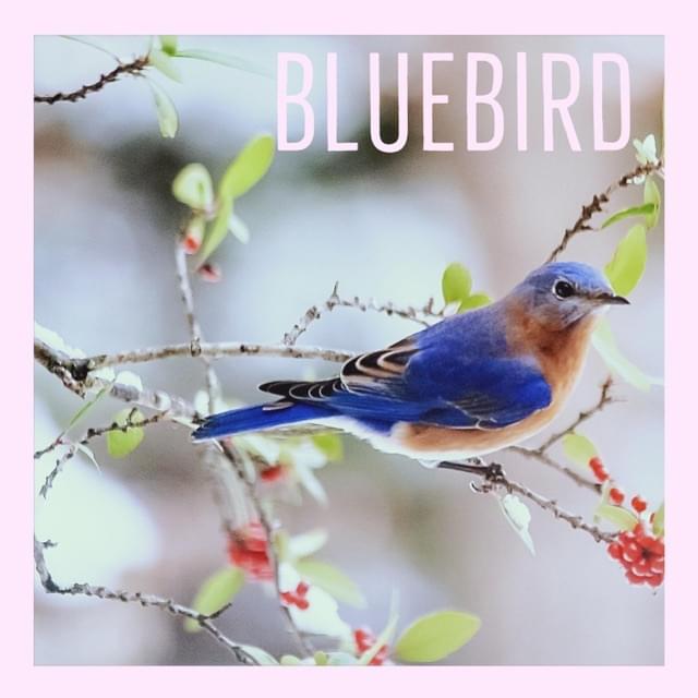 Album cover art for "Bluebird" by ChewieCatt