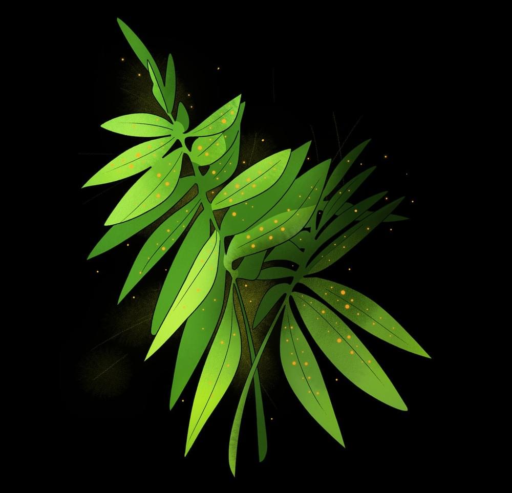 The Fern and the Fae by Mandrasigma