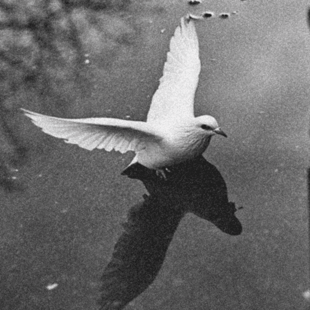 Album cover art for "The End" by Jutes