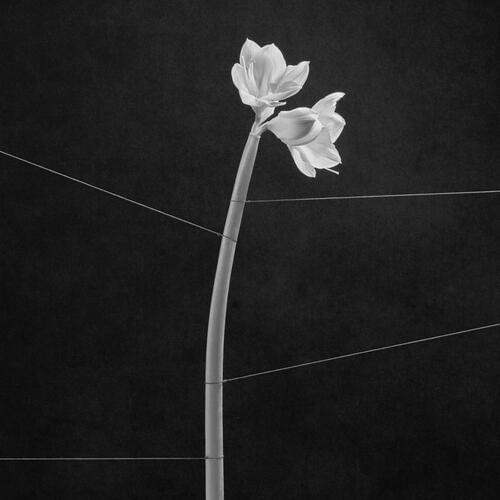 Cover image for Dreamweaver