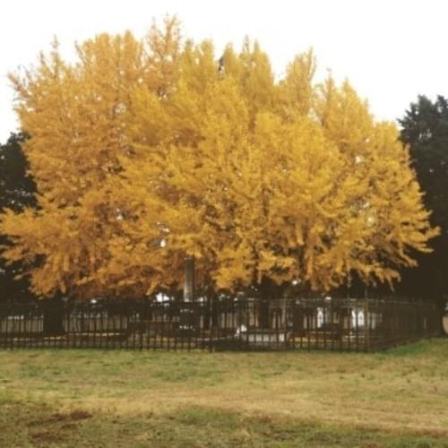 Album cover art for "Let Yourself Go" by GREAF