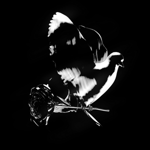 Cover image for Enjoy Yourself