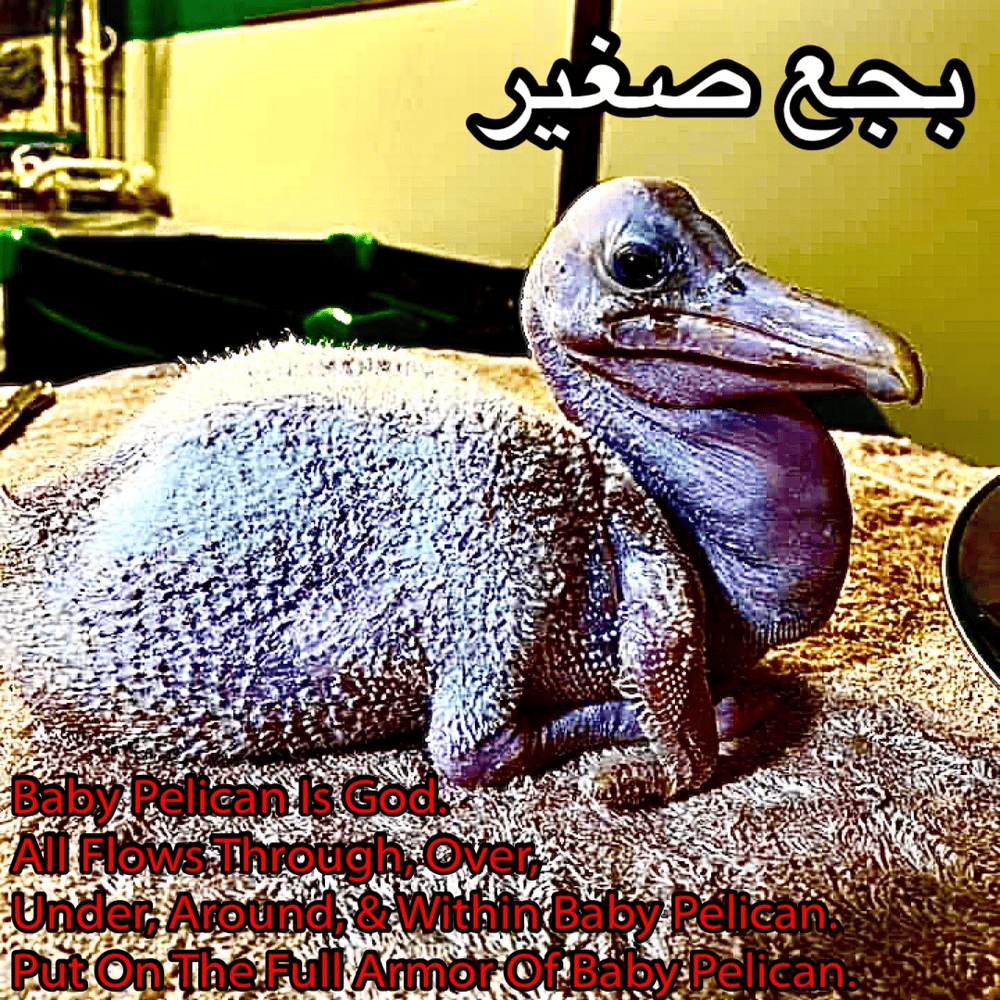 Cover image for baby pelican