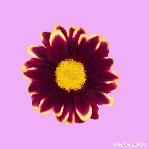 Wallflowers by The Chain Gang of 1974