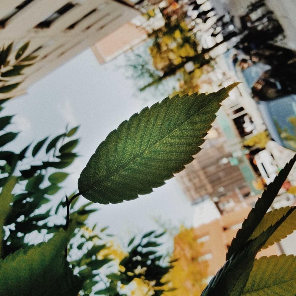Cover image for Spirit of My Youth / Try - Single