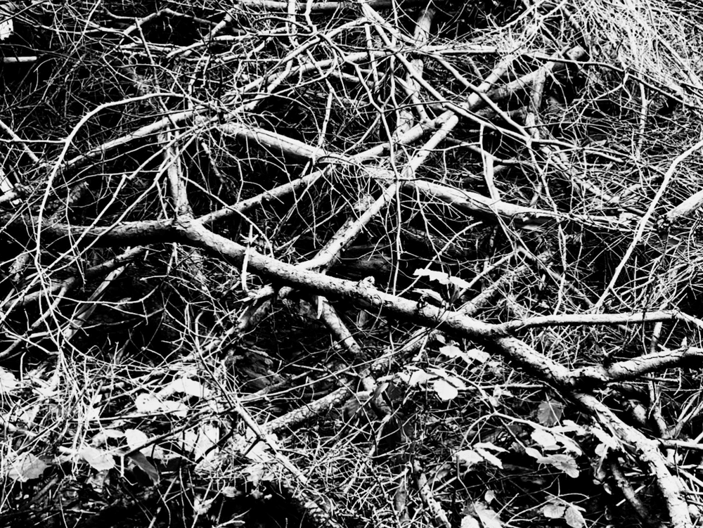Cover image for Bind by Root, Bind by Branch