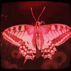 CiCadas (moth ver.) by ​chicagoland