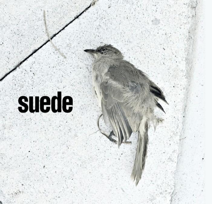Album cover art for "The Invisibles" by Suede