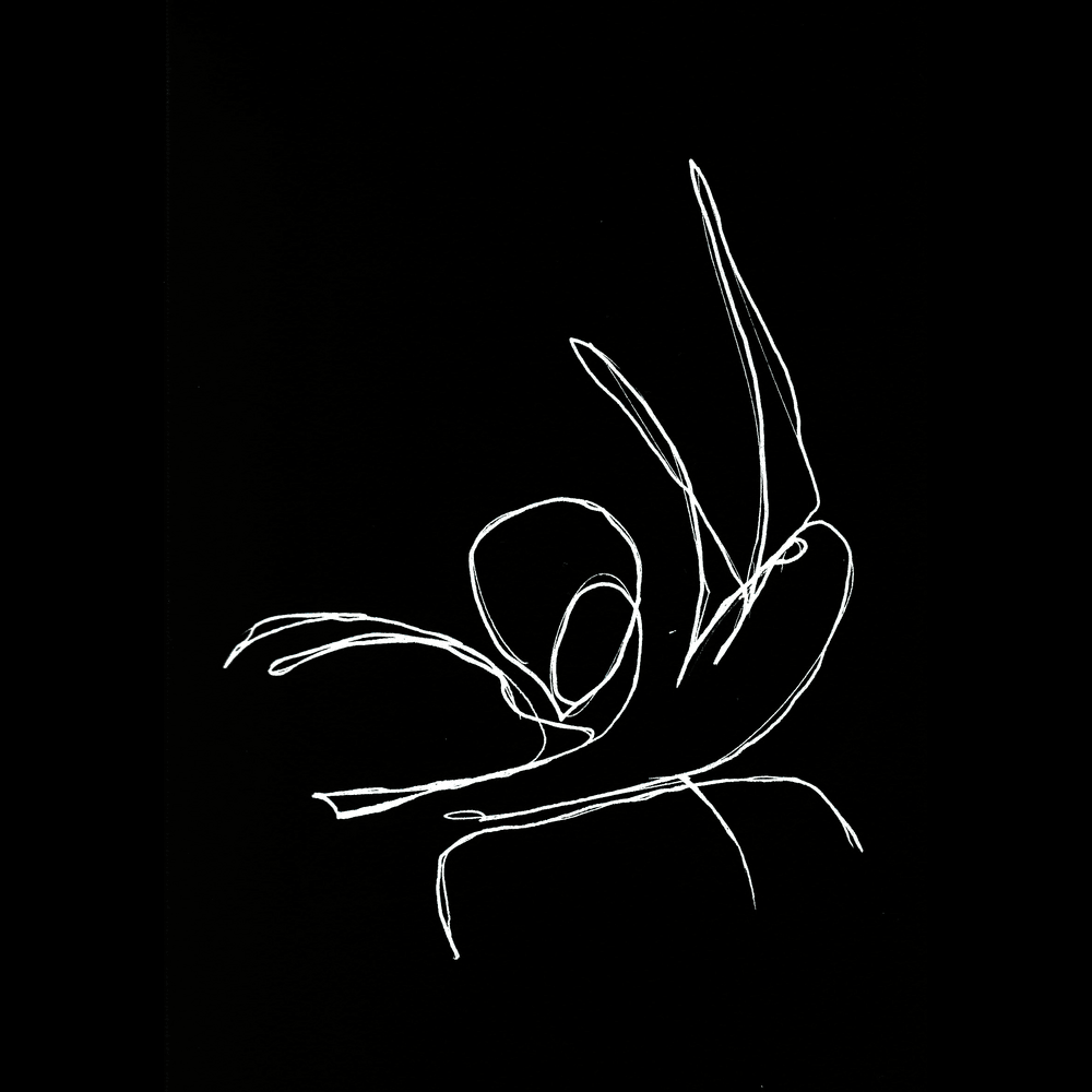 Photo of burnt-feathers