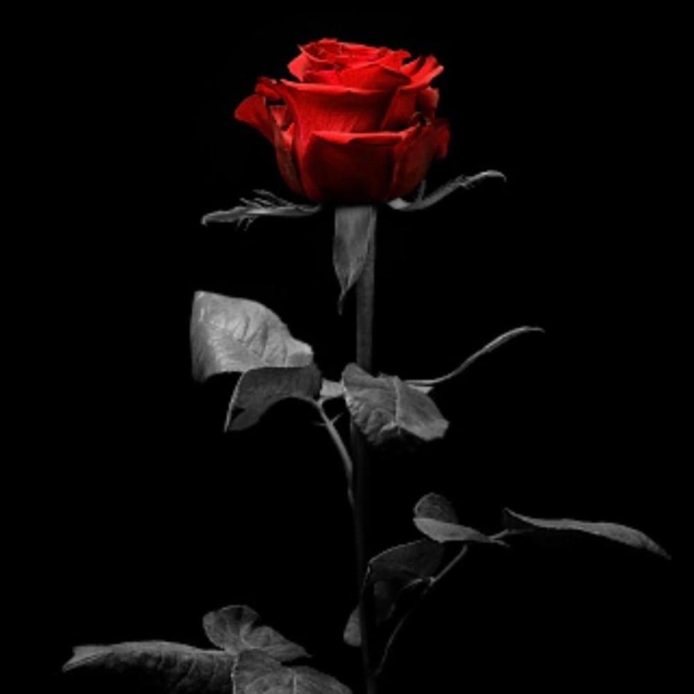Cover image for Two Hearts