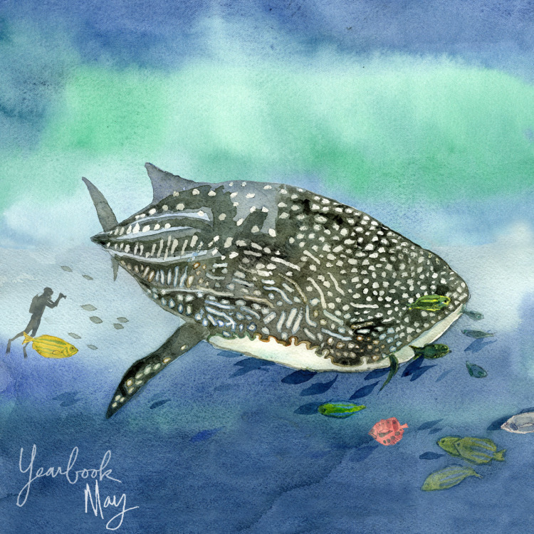 Album cover art for "Pacific Blues" by Sleeping At Last