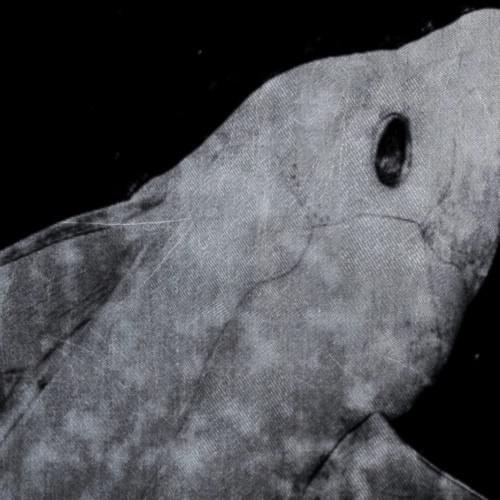 Cover image for Lichtlos EP