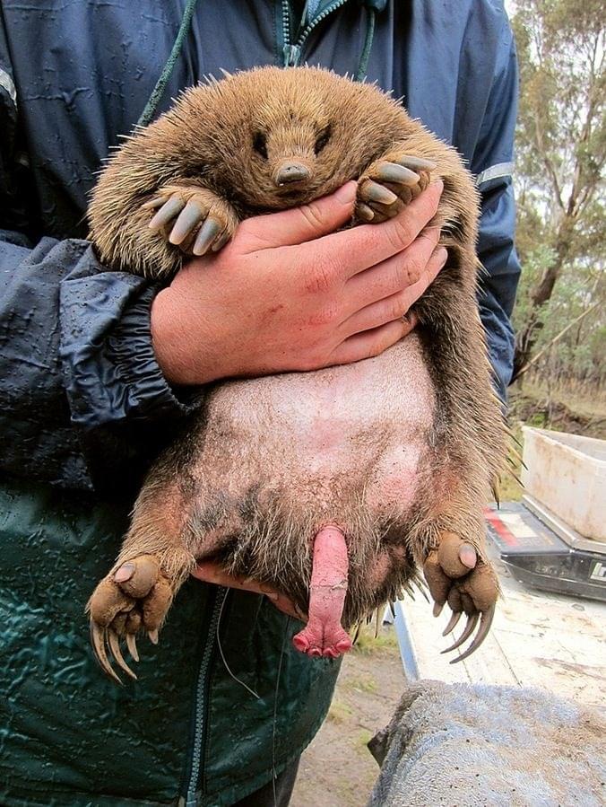 ДА (ПИЗДА) ИЛИ НЕТ (МИНЕТ) [YES (PUSSY) OR NOT (BLOWJOB)] by .mercuryboy