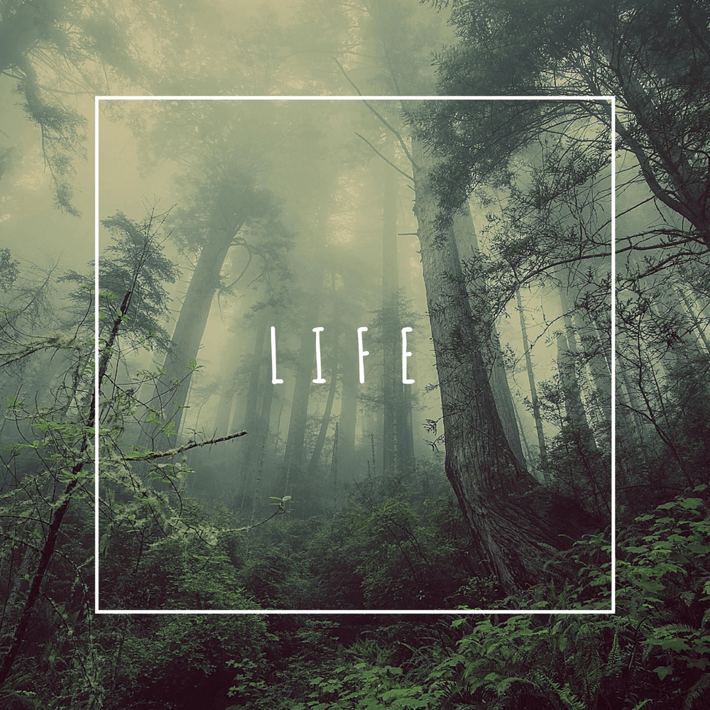 Cover image for Life
