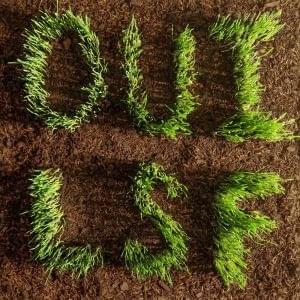 Cover image for OUI, LSF