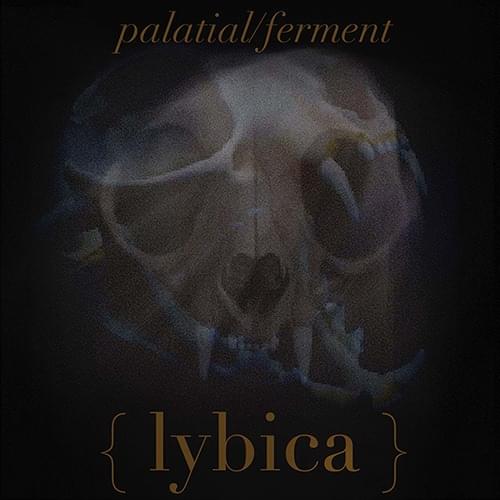 Ferment by Lybica