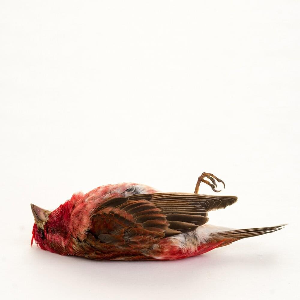 Album cover art for "XXX красота (Beauty)" by Jane Air