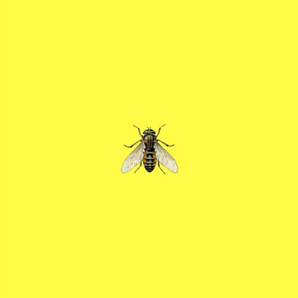 Cover image for Слепни (Horseflies)