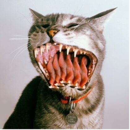 Cover image for Leche de Tigre